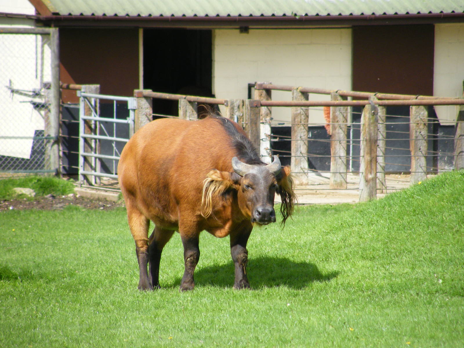 Congo Buffalo
