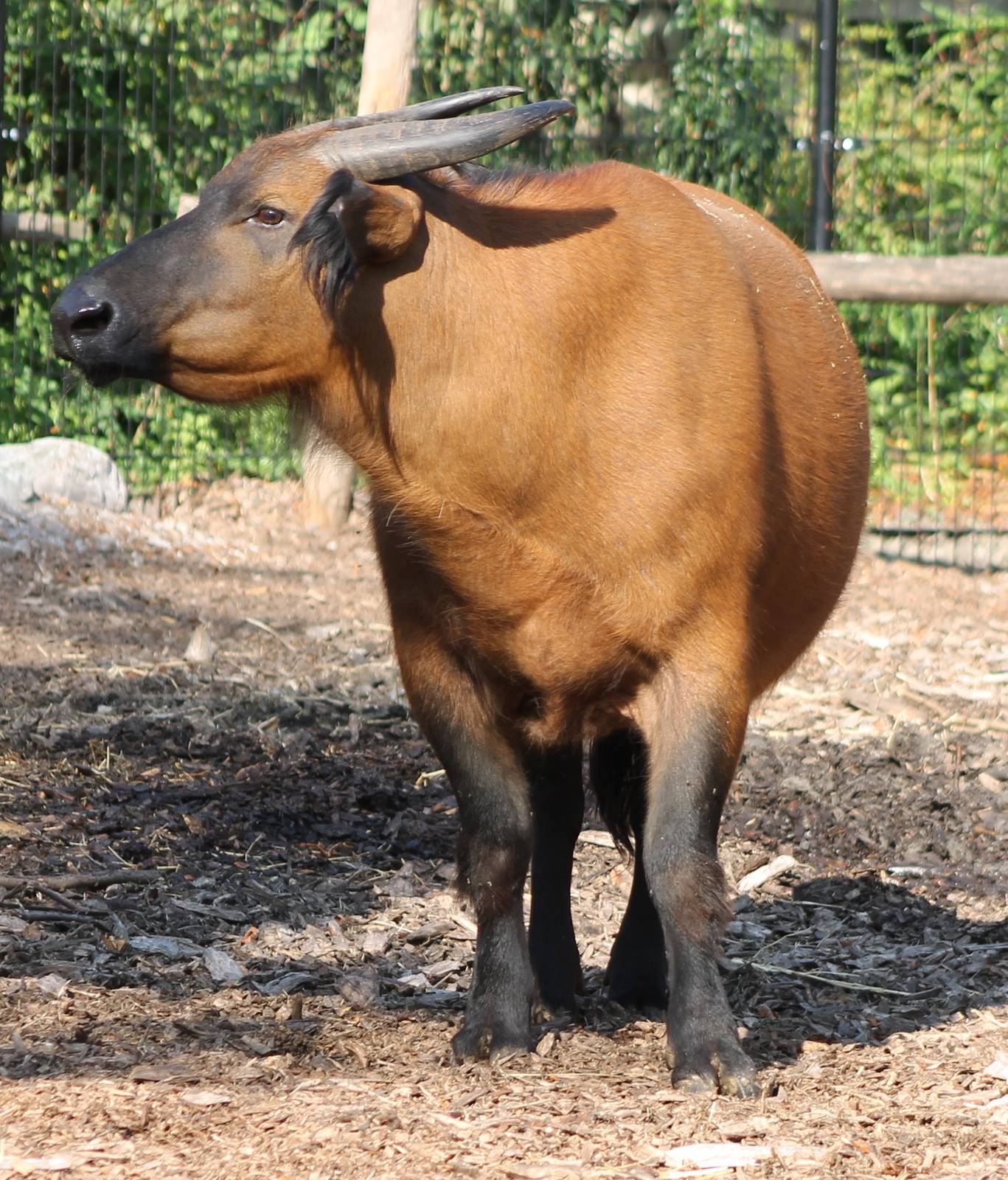Congo buffalo