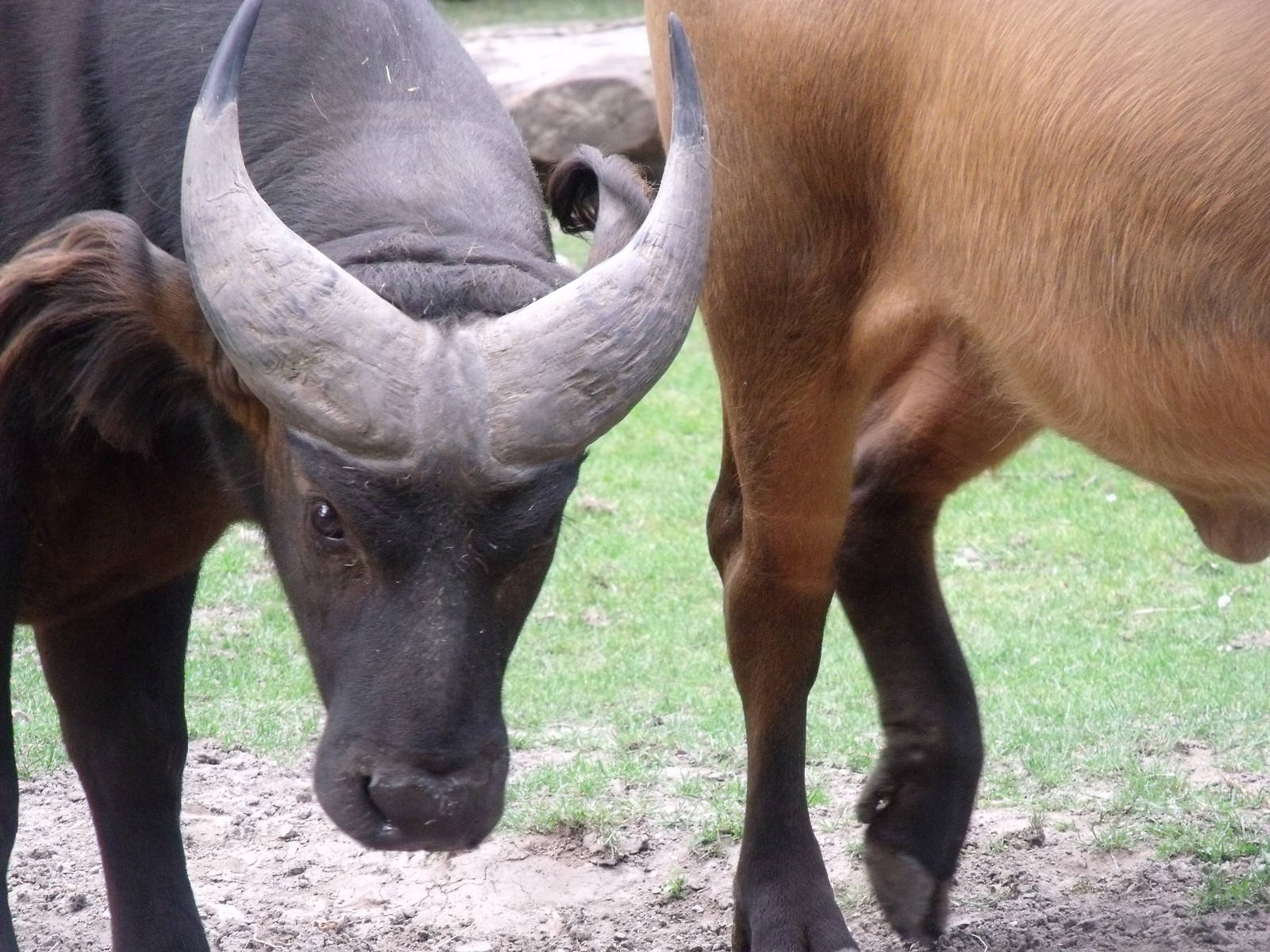 congo buffalo