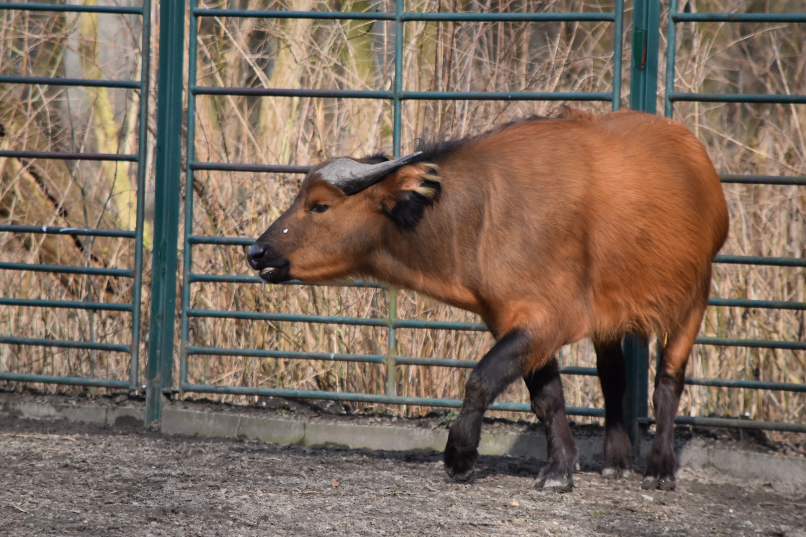 Congo buffalo