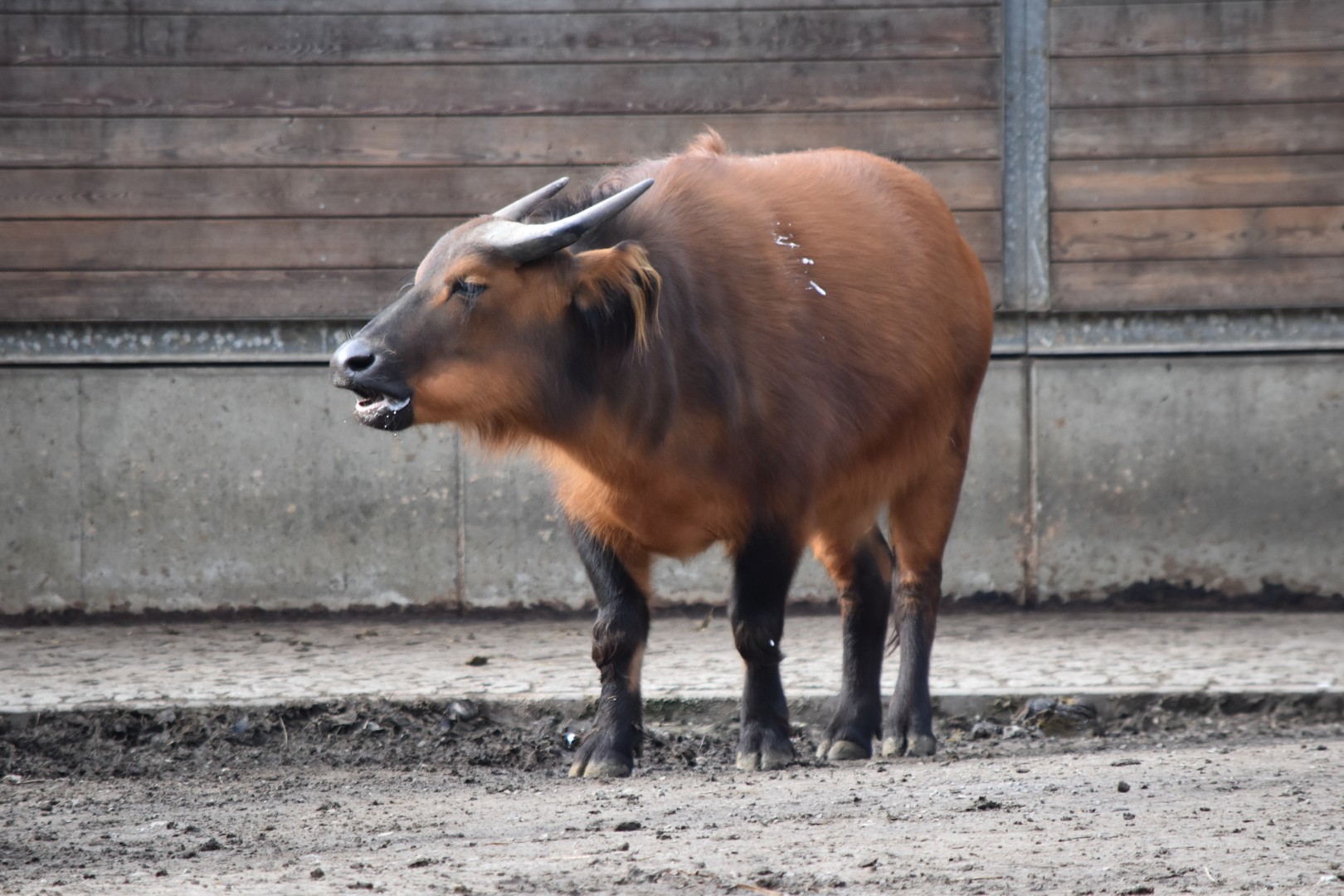 Congo buffalo