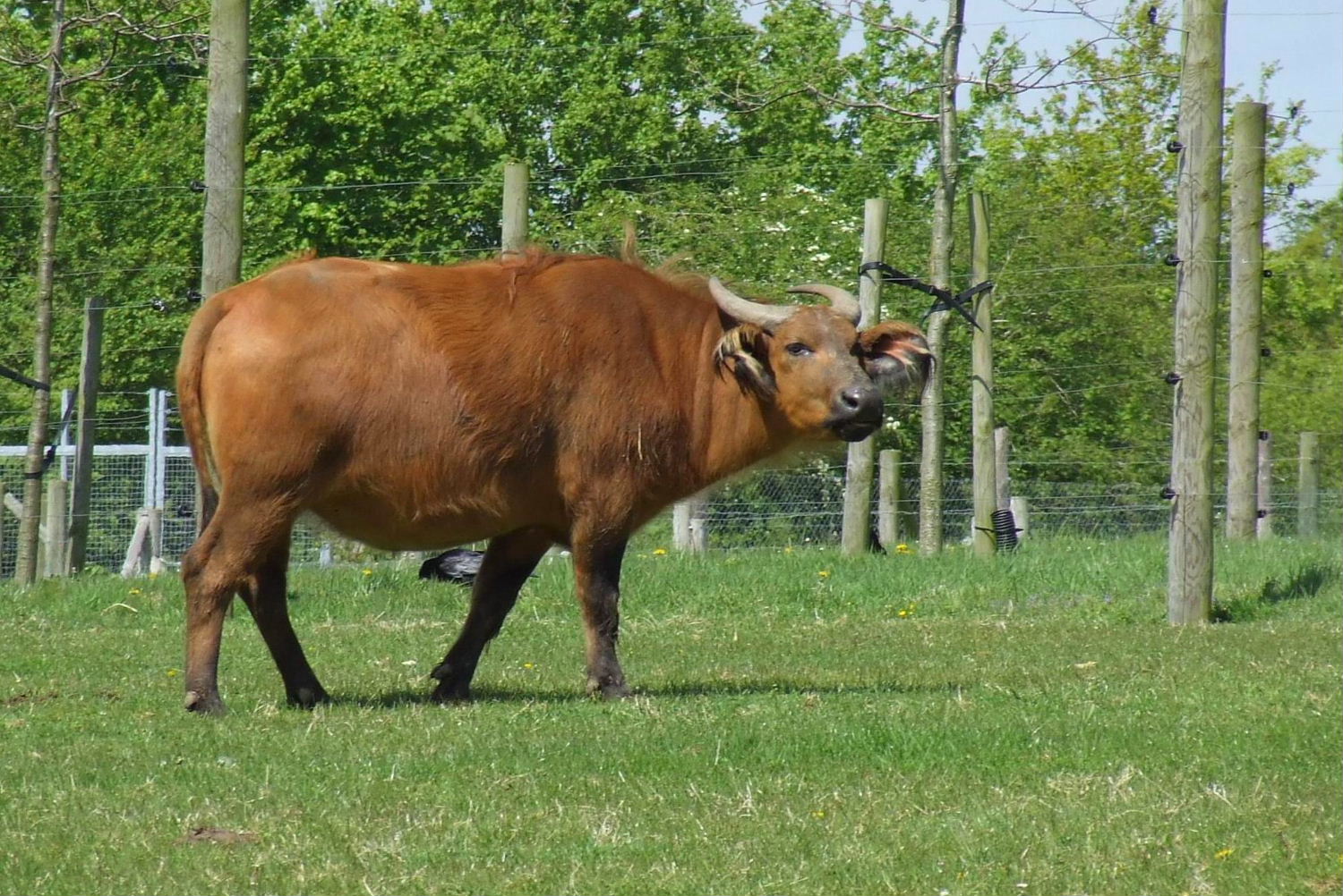 Congo Buffalo