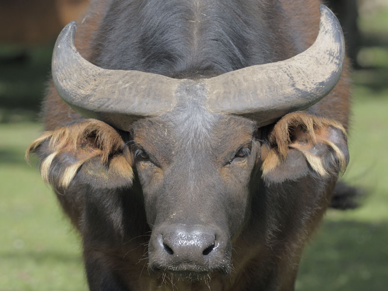 Congo buffalo