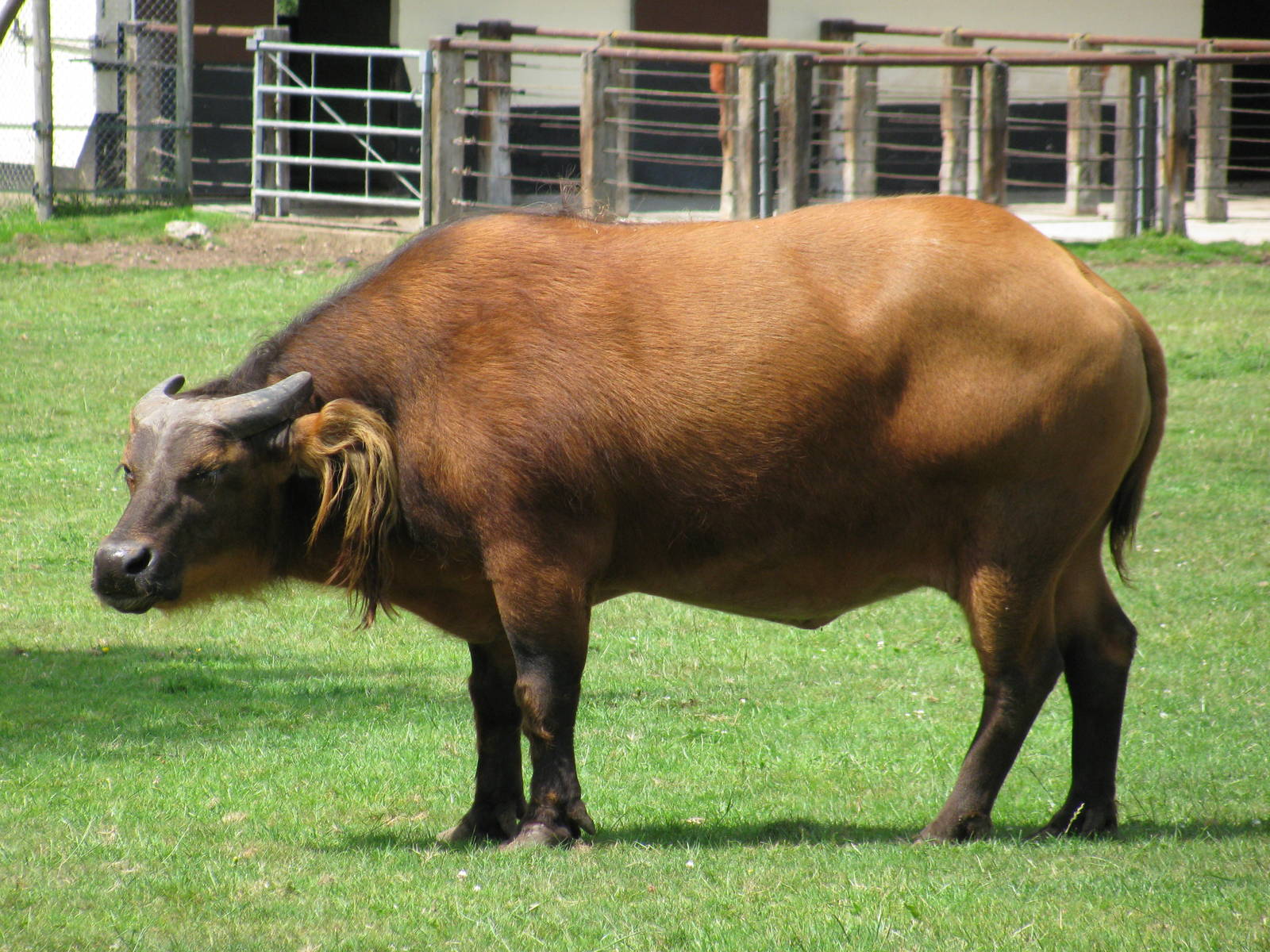 Congo Buffalo