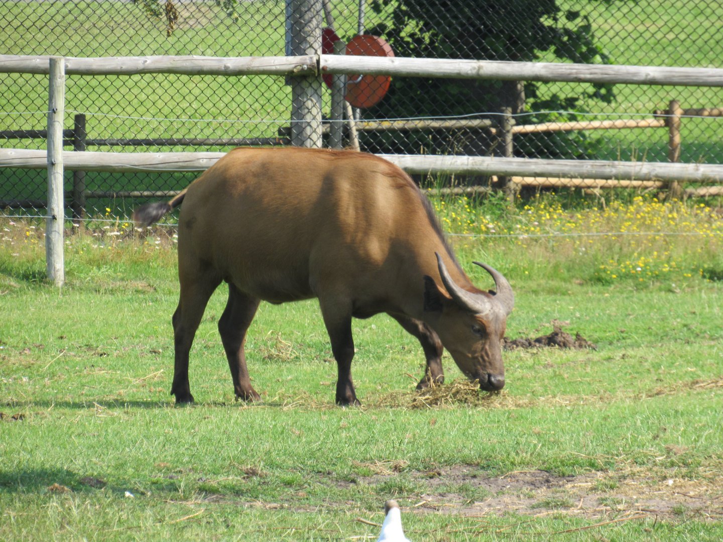 Congo Buffalo