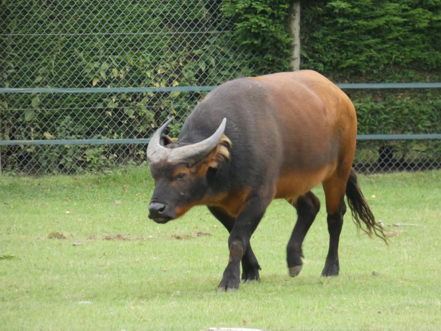 Congo buffalo