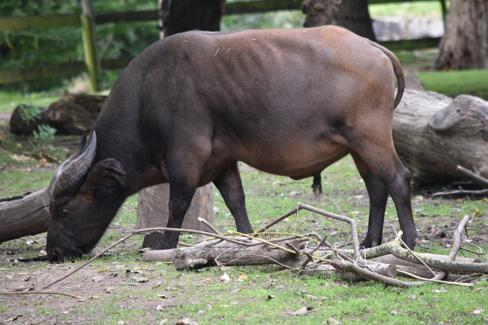 Congo Buffalo