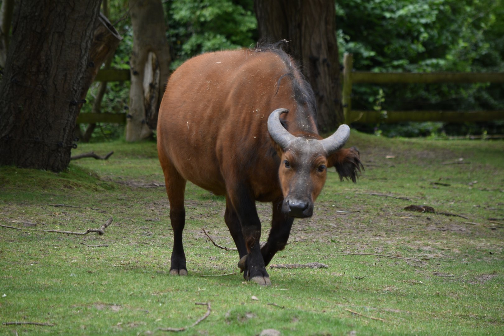 Congo buffalo