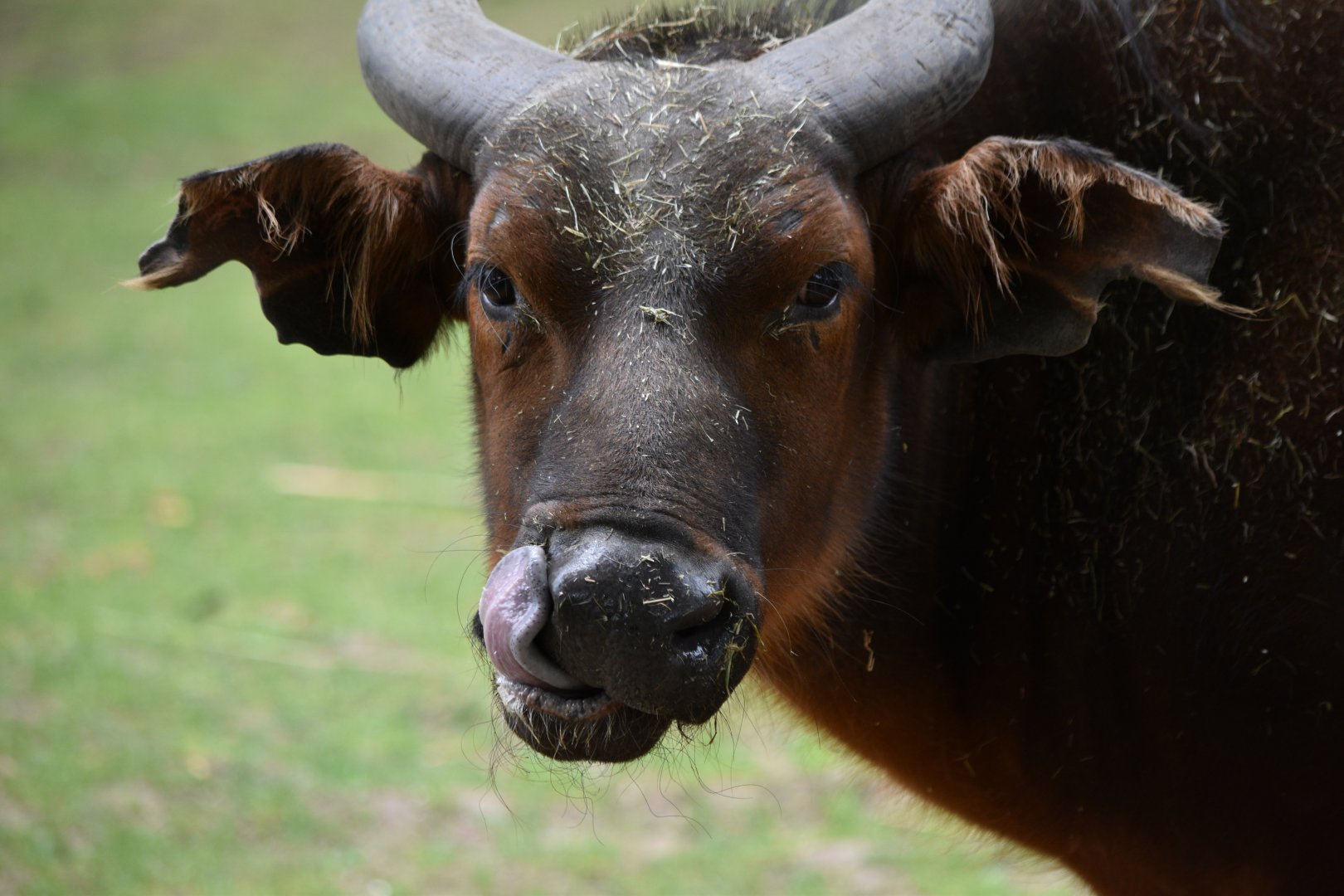 Congo buffalo