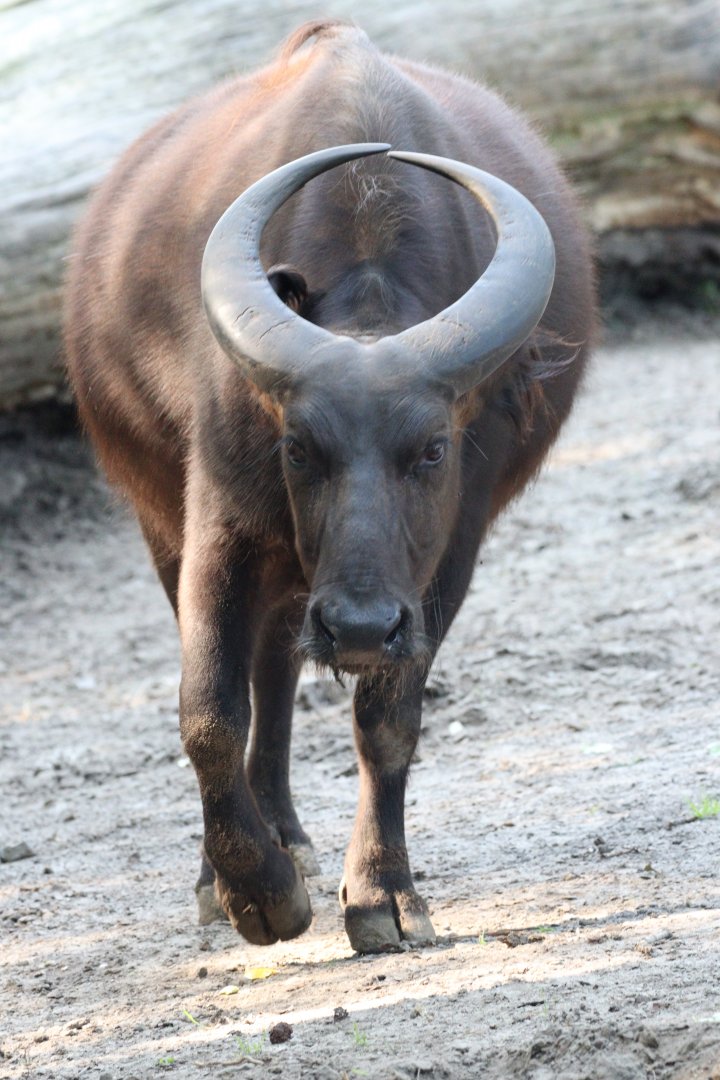 Congo Buffalo