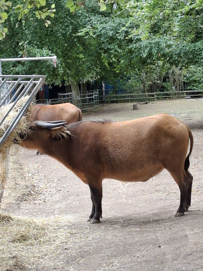 Congo Buffalo