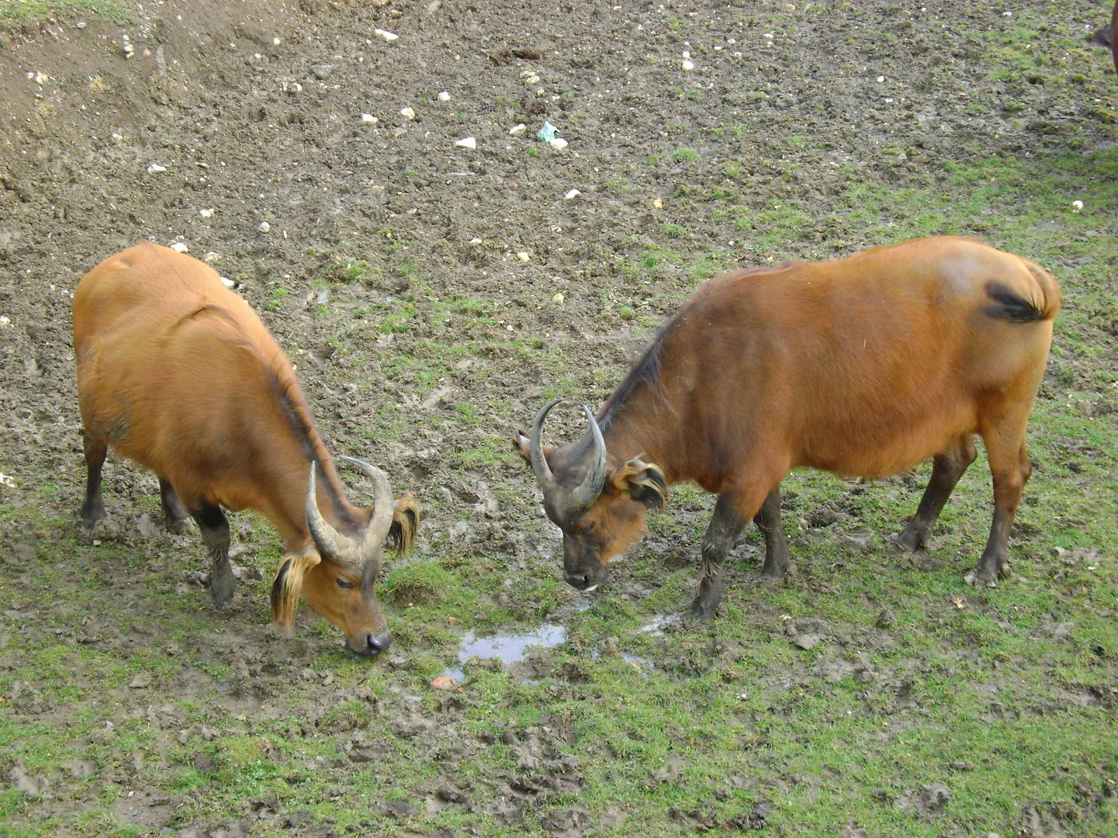congo buffalo