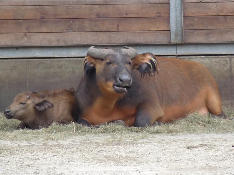 Congo Buffalo