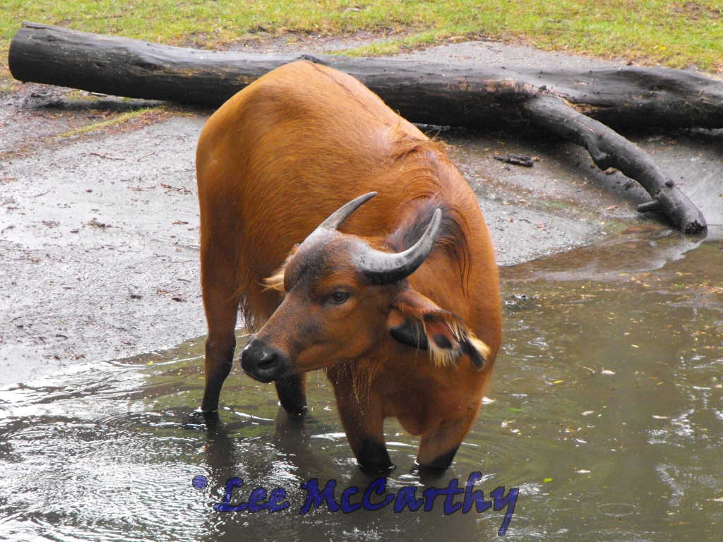 Congo Buffalo