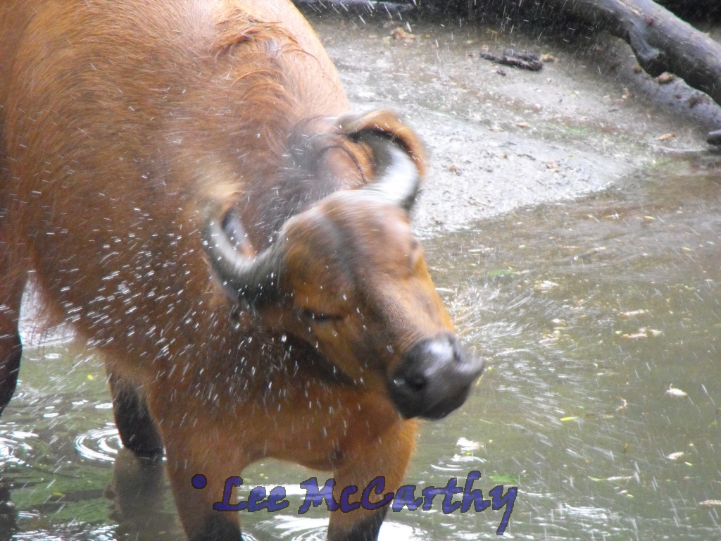 Congo Buffalo