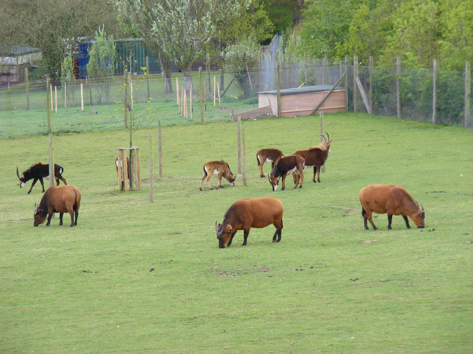 Congo buffaloes and sable antelopes at Marwell Wildlife, 9 May 2010