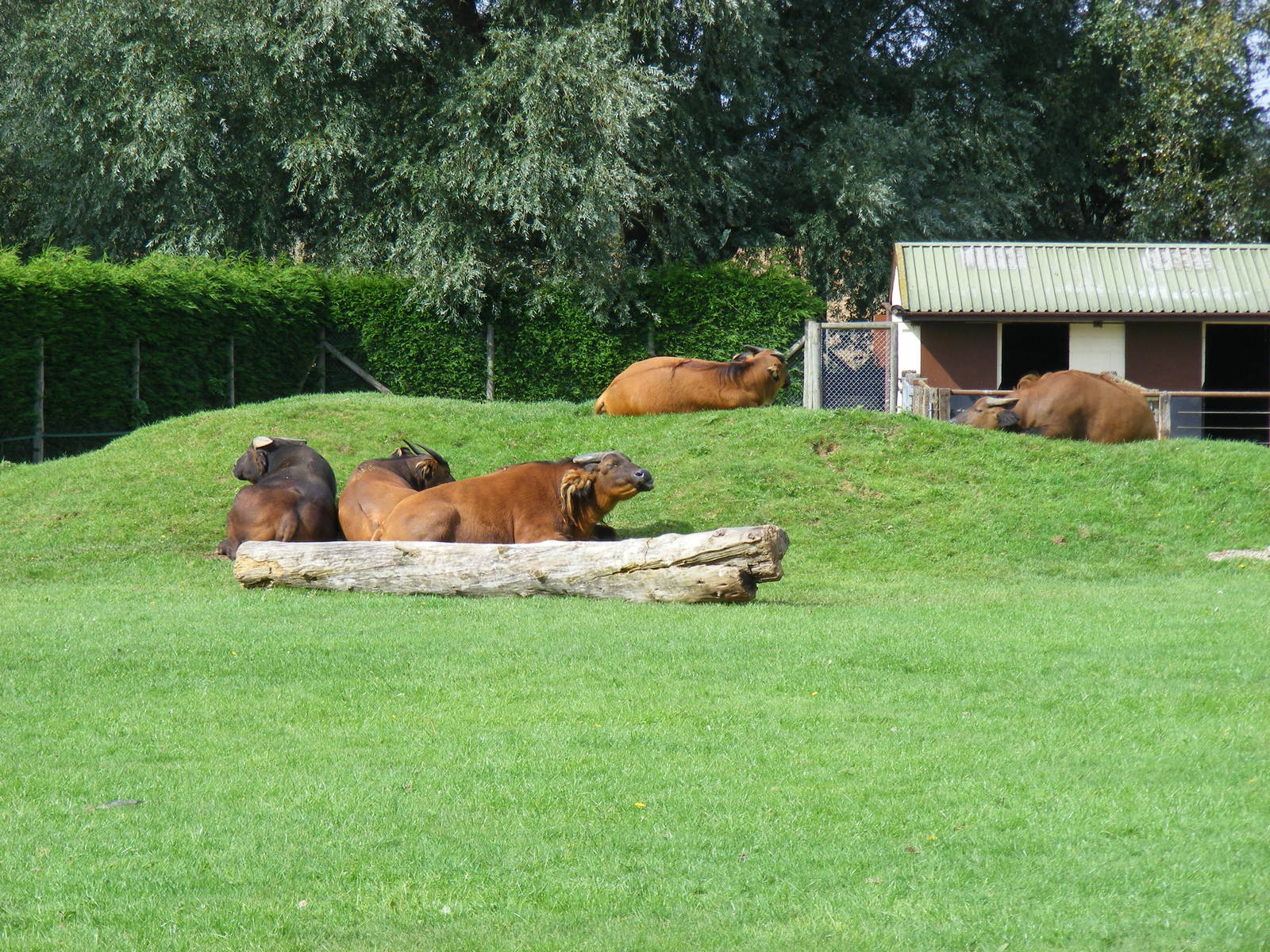 Congo buffaloes at Africa Alive!, 13 September 2010