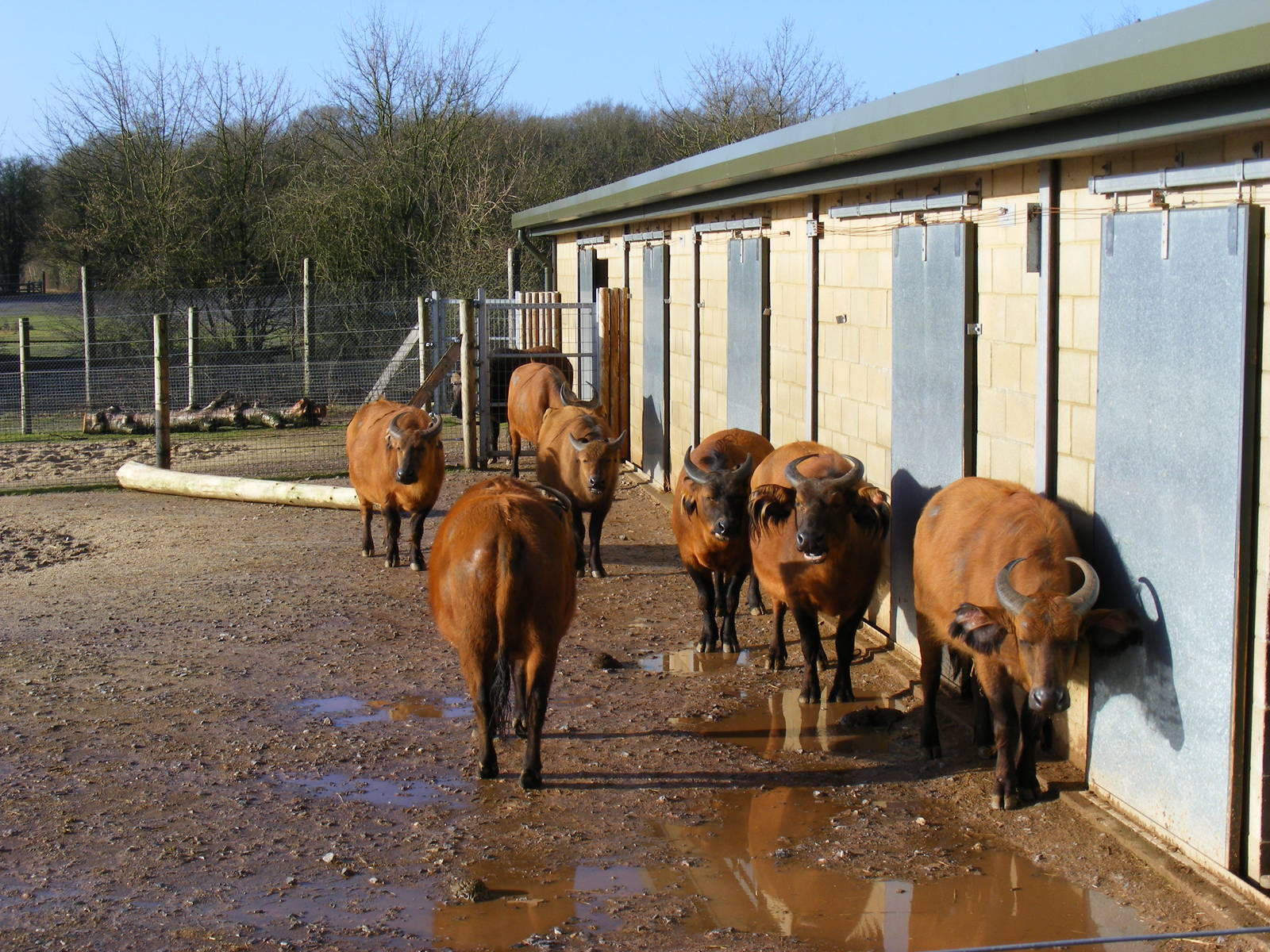 Congo buffaloes at Marwell Wildlife, 17 January 2010