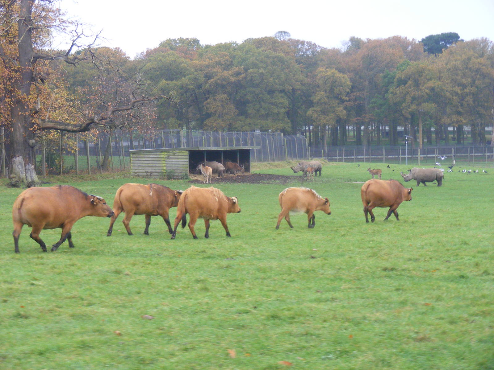 Congo buffaloes, common elands and Southern white rhinos at Woburn Safari P