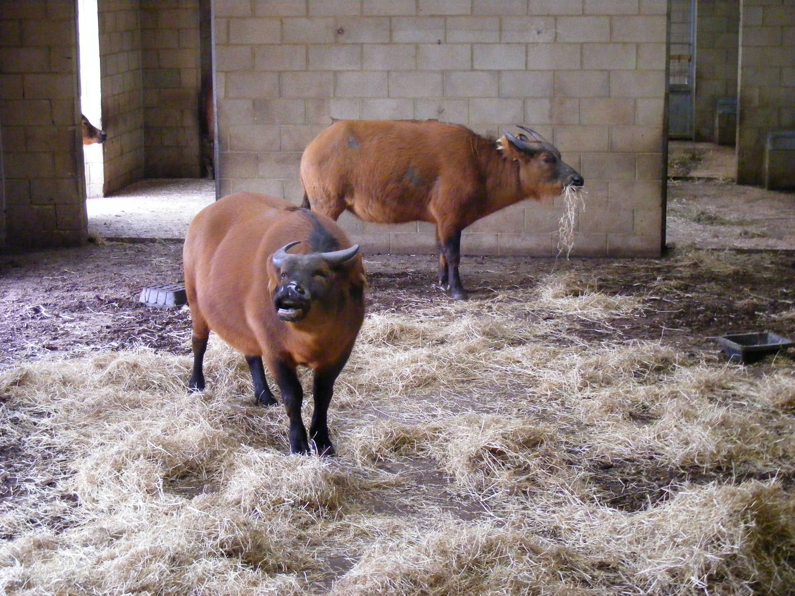 Congo Buffaloes in Heart of Africa exhibit at Marwell Zoo, 31 January 2009