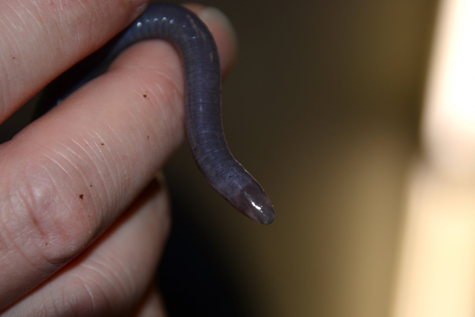 Congo caecilian (Herpele squalostoma)
