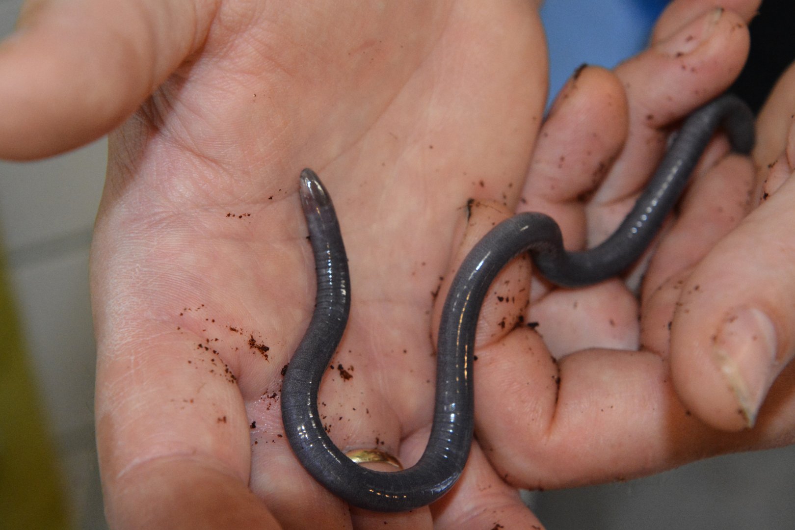 Congo caecilian (Herpele squalostoma)