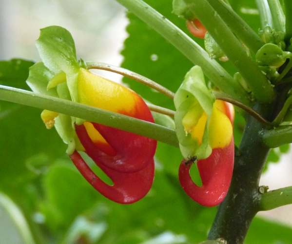 Congo cockatoo (Impatiens niamniamensis)