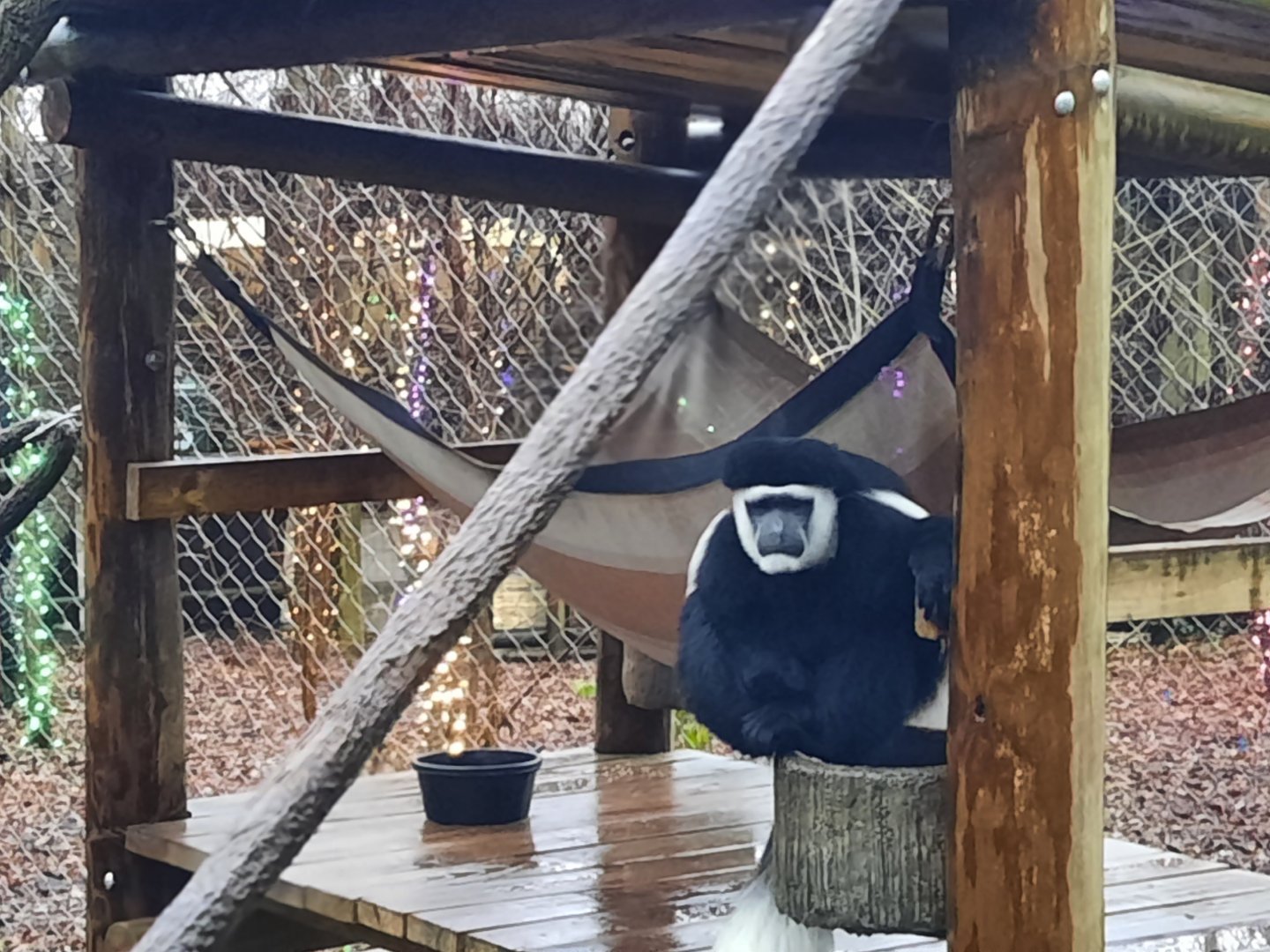 Congo - Colobus Monkey