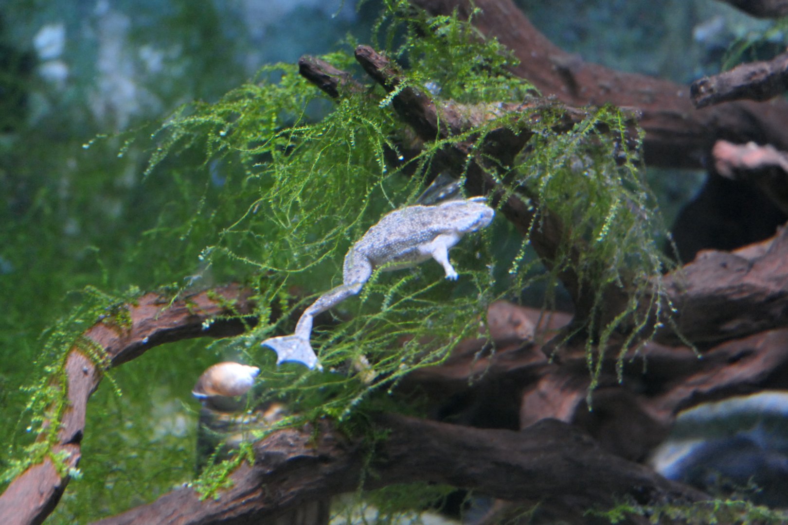 Congo Dwarf Clawed Frog (Hymenochirus boettgeri)