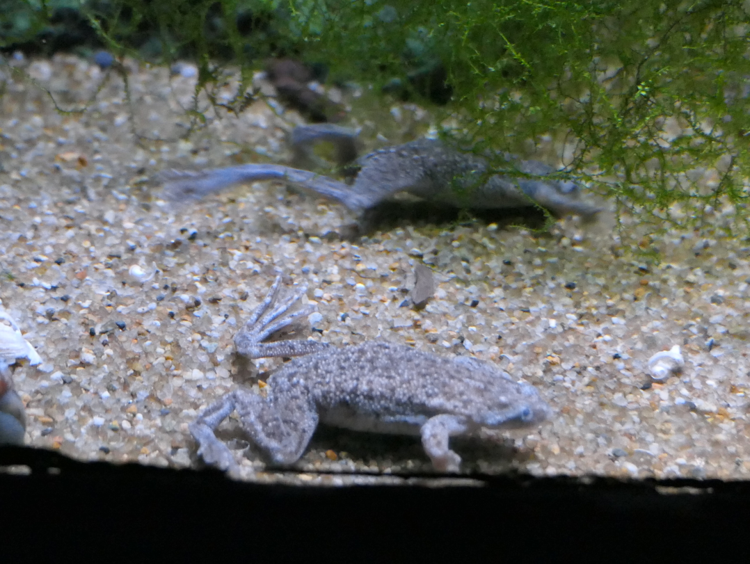 Congo Dwarf Clawed Frog (Hymenochirus boettgeri)