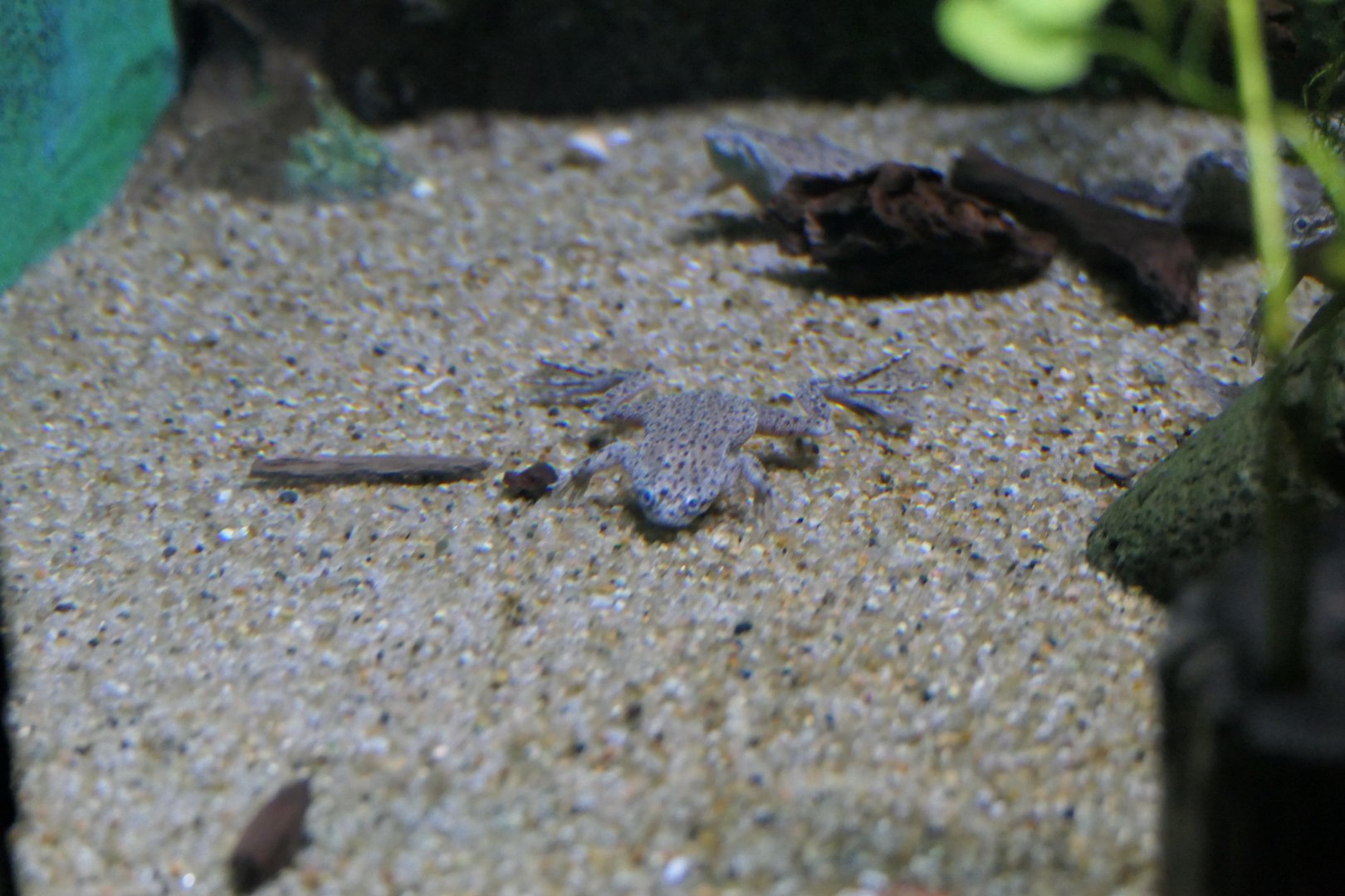 Congo Dwarf Clawed Frog (Hymenochirus boettgeri)