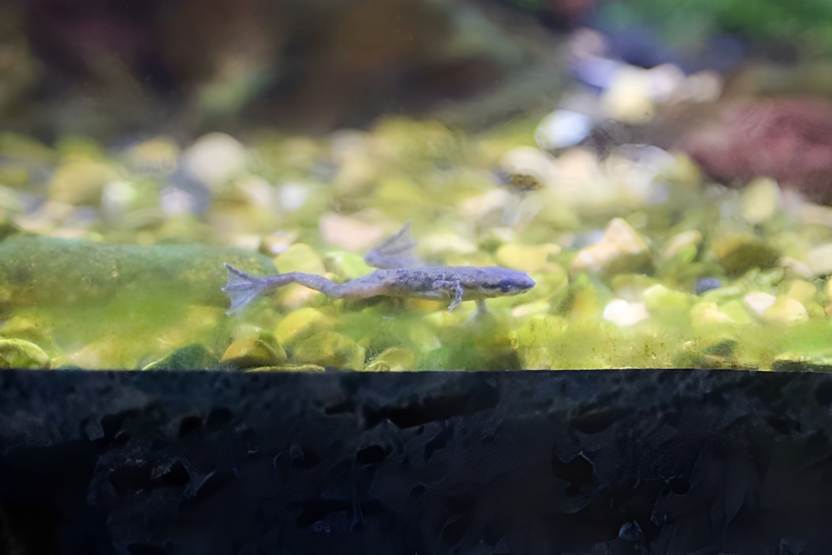 Congo Dwarf Clawed Frog (Hymenochirus boettgeri)