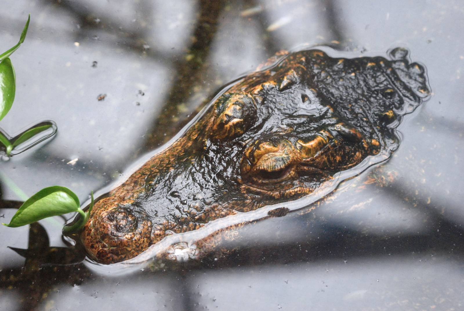 Congo Dwarf Crocodile at Santillana del Mar, 13/06/15