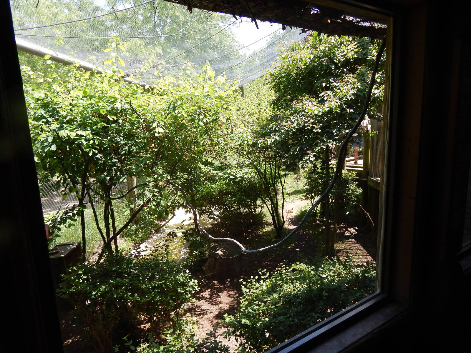 Congo Expedition: African Forest - African Aviary (15 Species)