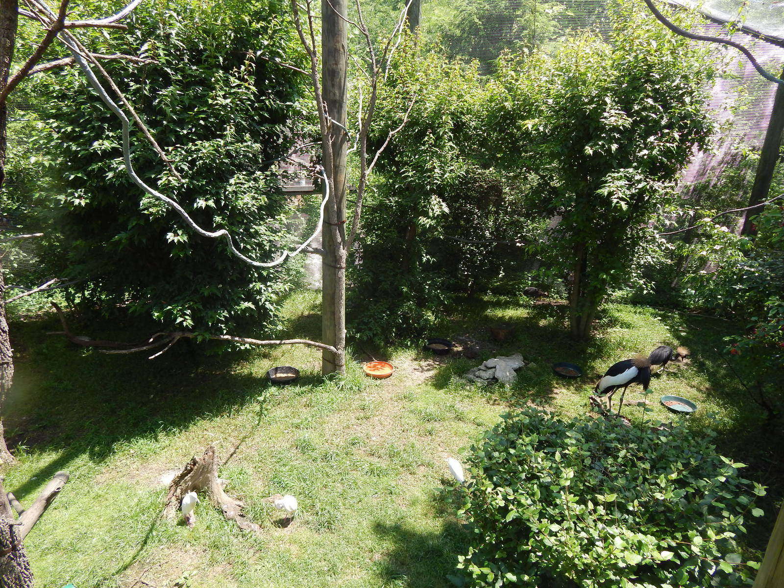 Congo Expedition: African Forest - African Aviary (15 Species)