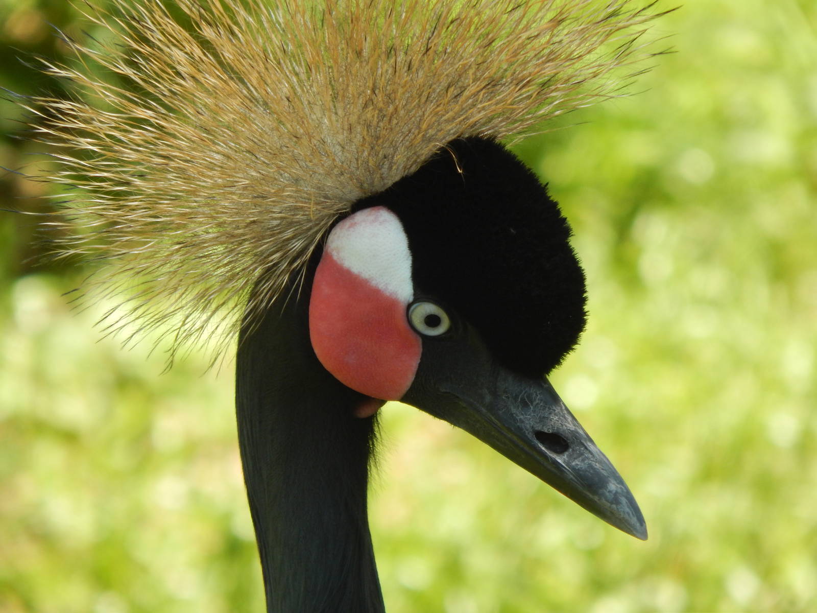 Congo Expedition: African Forest - African Aviary - West African Crowned Cr