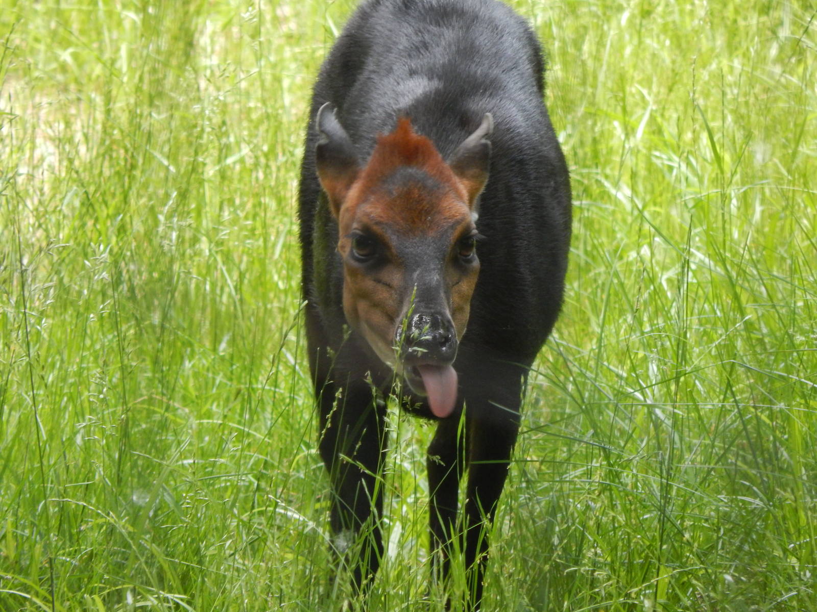 Congo Expedition: African Forest - Black Duiker