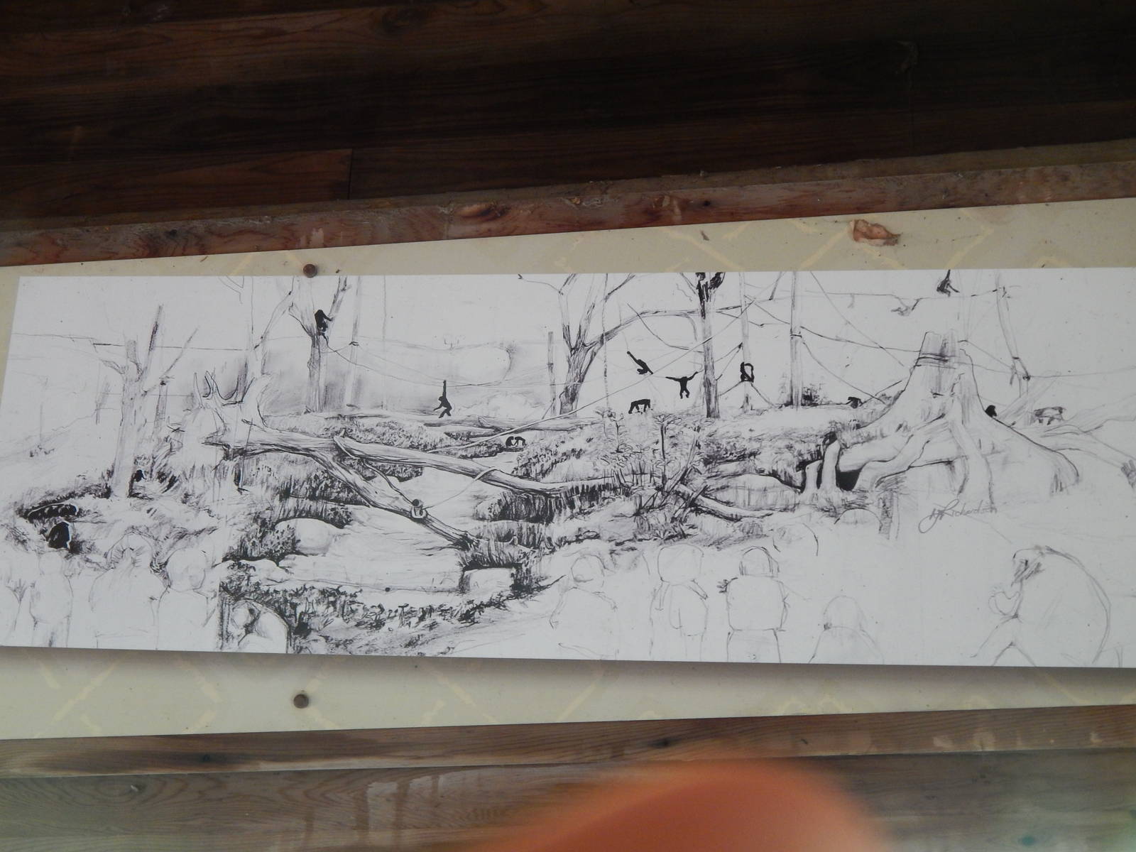 Congo Expedition: African Forest - Bonobo Exhibit Concept Sketch