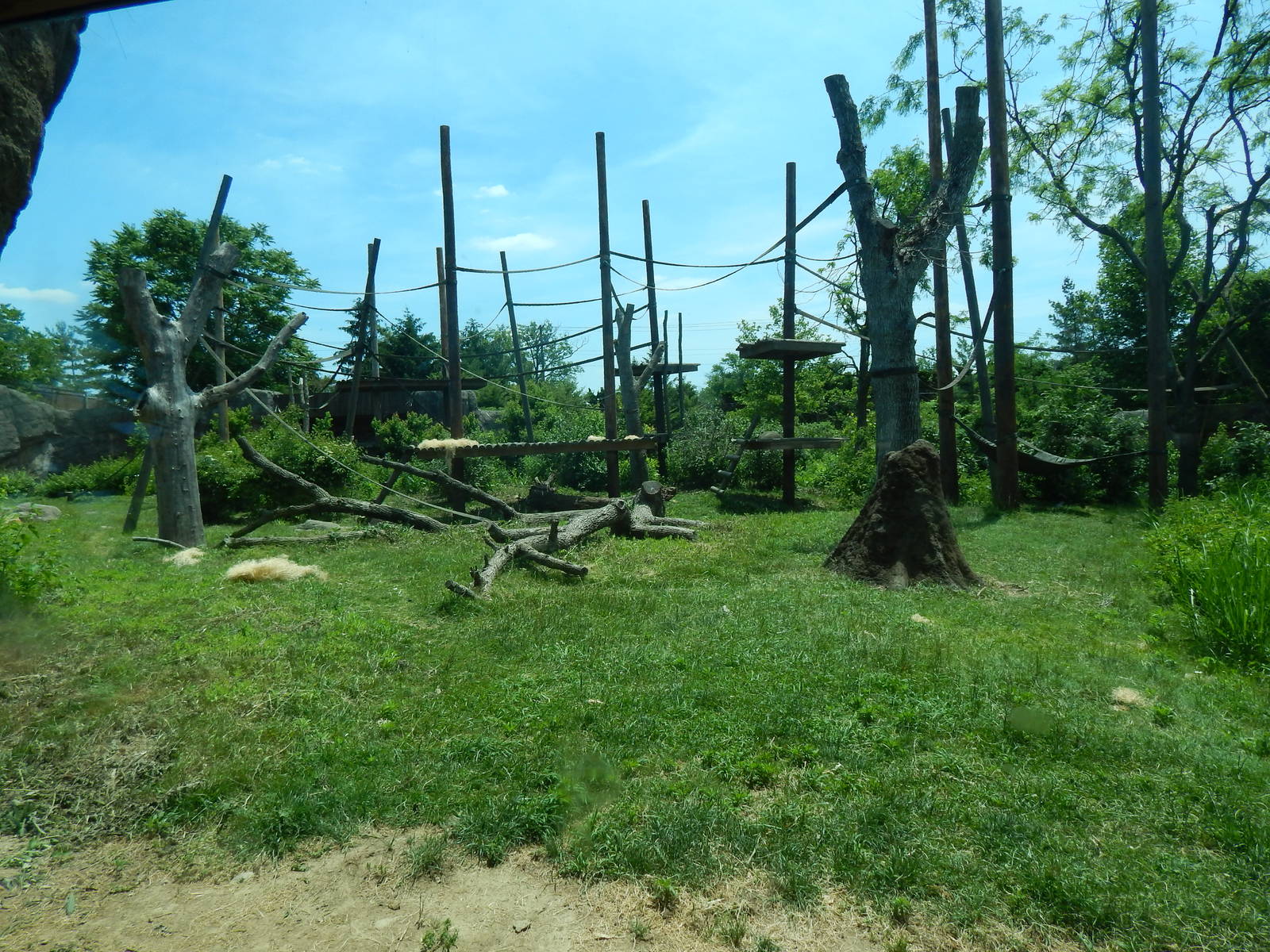 Congo Expedition: African Forest - Bonobo Exhibit
