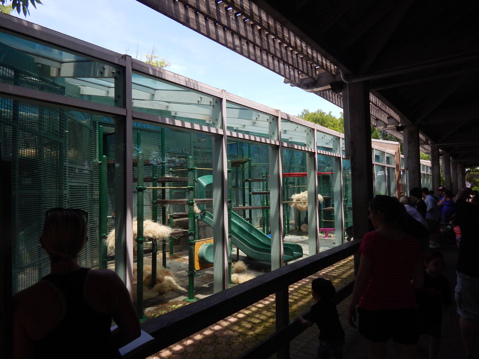 Congo Expedition: African Forest - Bonobo Indoor Area