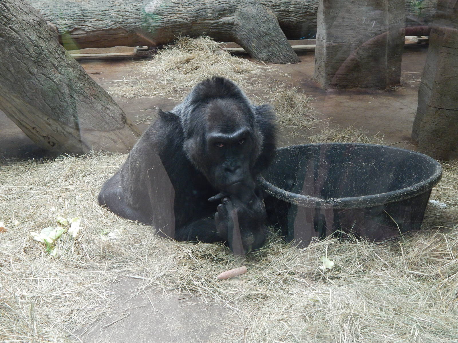 Congo Expedition: African Forest - Colo