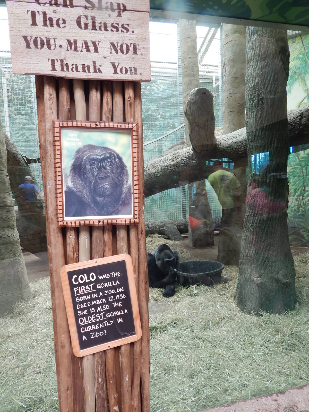 Congo Expedition: African Forest - Colo's Exhibit