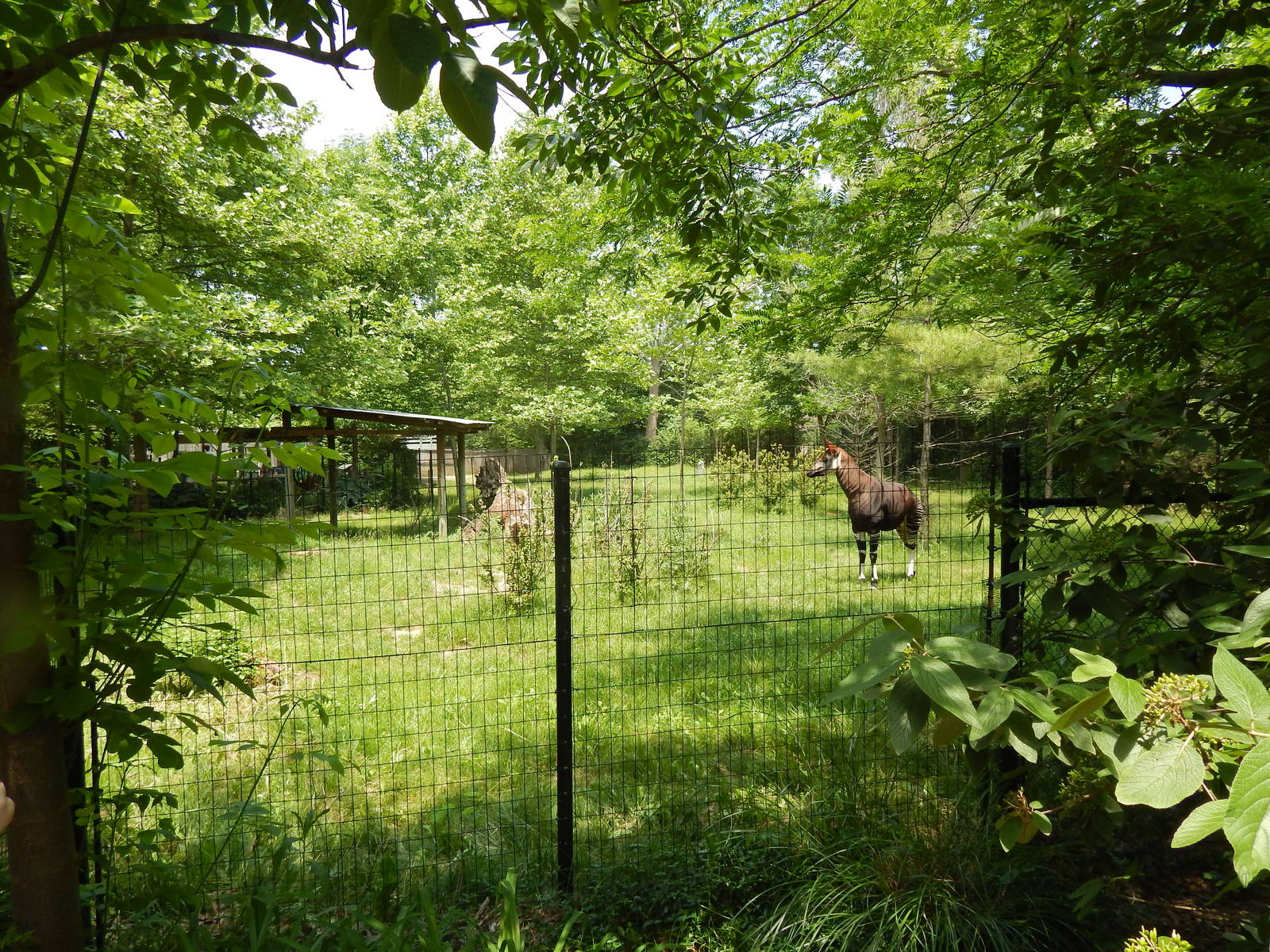 Congo Expedition: African Forest - First Okapi Exhibit