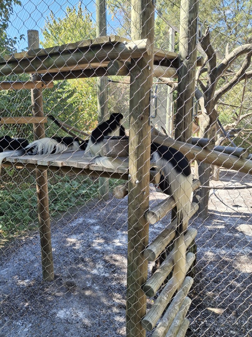 Congo Expedition- Black and White Colobus