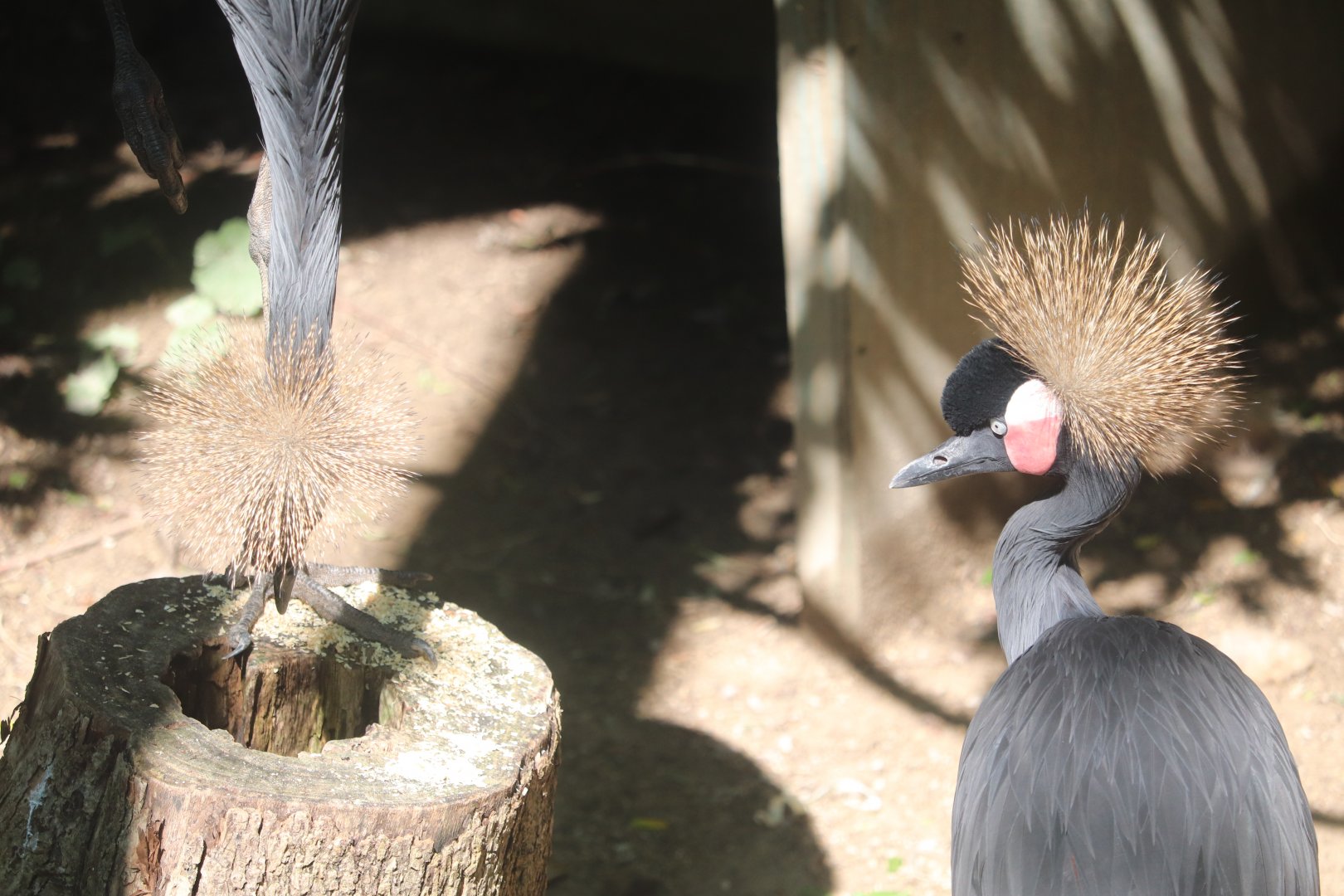 Congo Expedition - Black Crowned Crane