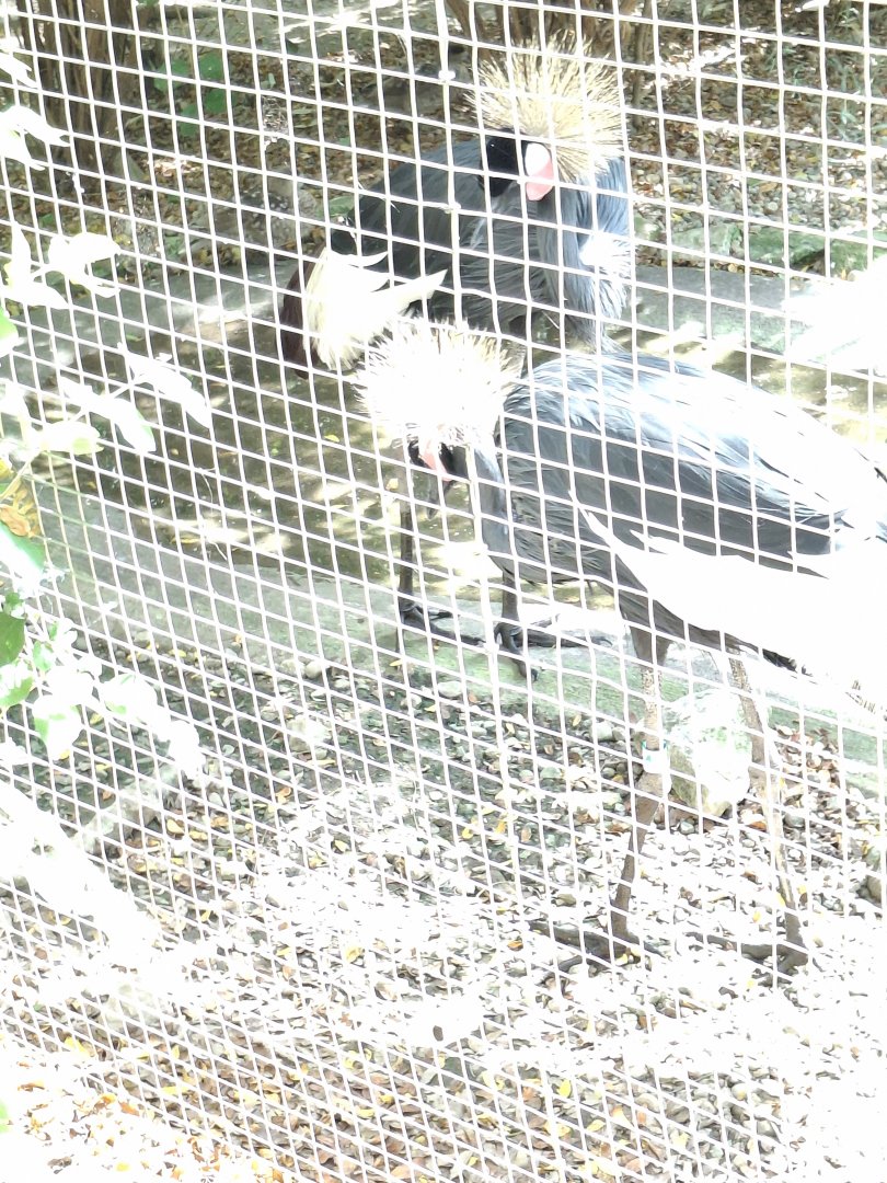 Congo Expedition- Black Crowned Crane