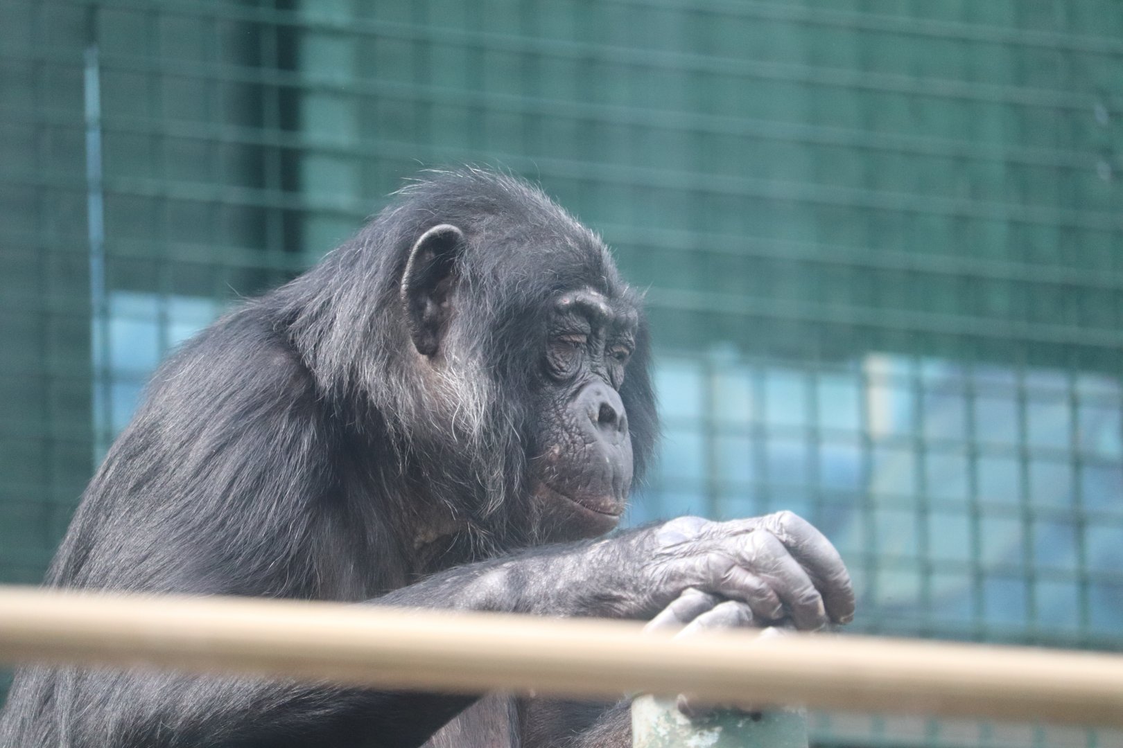 Congo Expedition - Bonobo