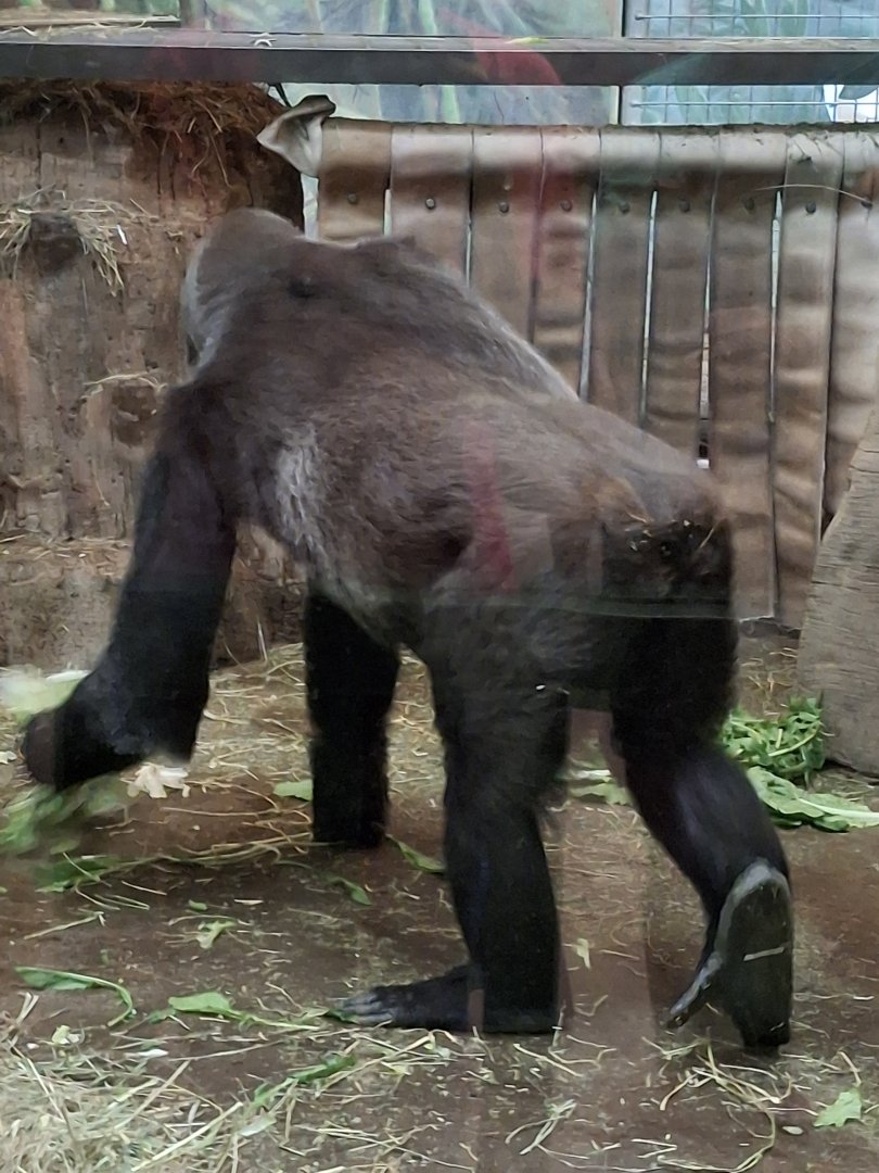 Congo Expedition- Gorilla