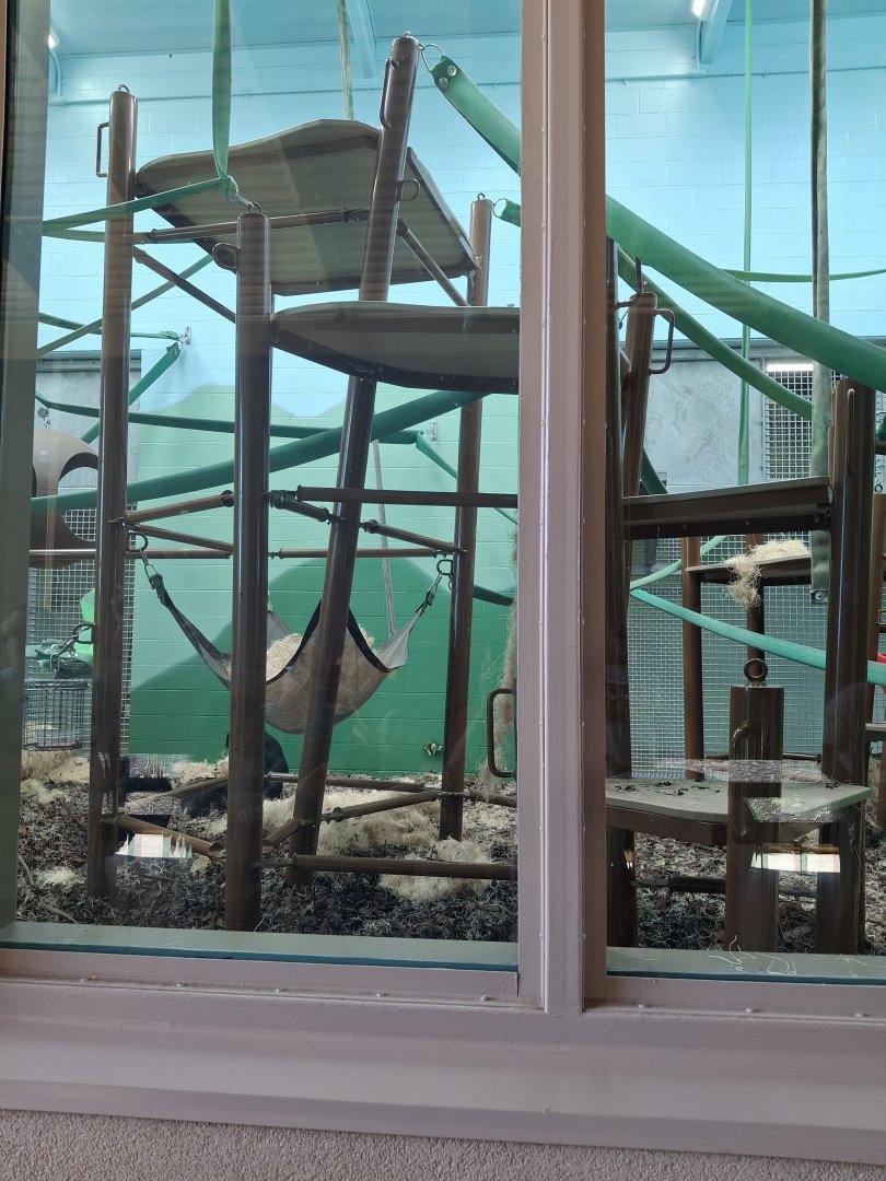 Congo Expedition- Indoor Bonobo Exhibit