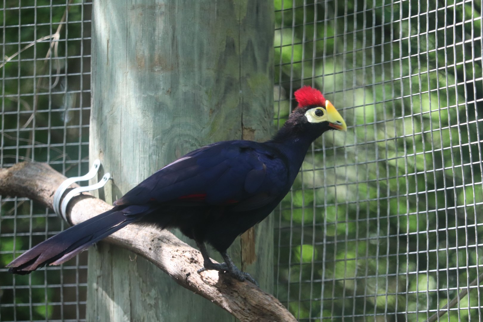 Congo Expedition - Lady Ross's Turaco